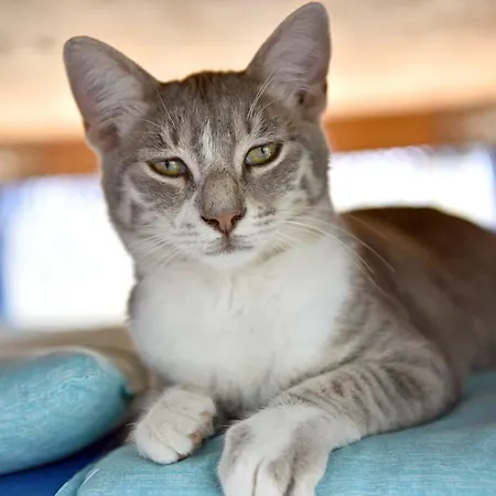 Matiz (adults Only) גולטורקבוקו