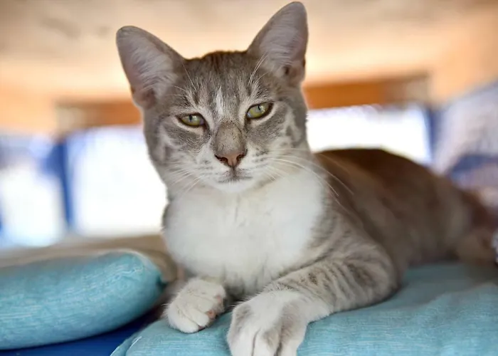 Matiz (adults Only) Golturkbuku